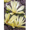 MAGNOLIA BUTTERFLIES