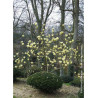 MAGNOLIA BUTTERFLIES