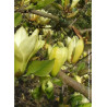 MAGNOLIA BUTTERFLIES