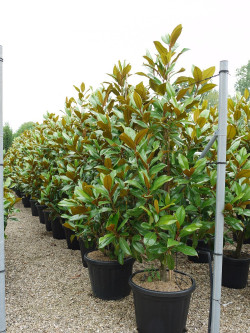 MAGNOLIA grandiflora GALISSONIENSIS En pot de 35-50 litres