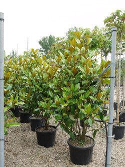 MAGNOLIA grandiflora GALISSONIENSIS En pot de 35-50 litres
