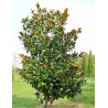 MAGNOLIA grandiflora GALISSONIENSIS