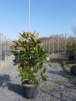 MAGNOLIA grandiflora GALISSONIENSIS En pot de 25-30 litres