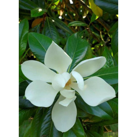 MAGNOLIA grandiflora GALISSONIENSIS MAGNOLIA grandiflora GALISSONIENSIS