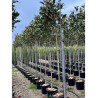 MAGNOLIA grandiflora GALISSONIENSIS En pot de 35-50 litres forme tige hauteur du tronc 180-200 cm