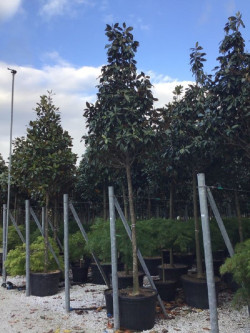 MAGNOLIA grandiflora GALISSONIENSIS En pot de 70-90 litres forme tige hauteur du tronc 180-200 cm