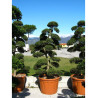 ILEX crenata KINME
