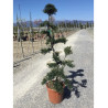 ILEX crenata KINME