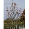 MAGNOLIA HEAVEN SCENT