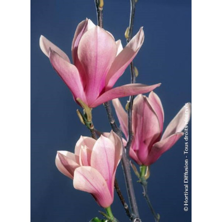 MAGNOLIA HEAVEN SCENT MAGNOLIA HEAVEN SCENT