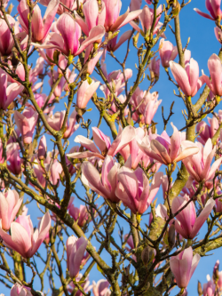 MAGNOLIA HEAVEN SCENT