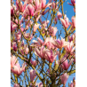MAGNOLIA HEAVEN SCENT
