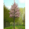 MAGNOLIA HEAVEN SCENT