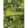 MAGNOLIA HEAVEN SCENT