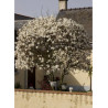 MAGNOLIA stellata