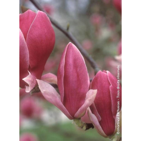 MAGNOLIA soulangeana RUSTICA RUBRA MAGNOLIA soulangeana RUSTICA RUBRA