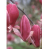 MAGNOLIA soulangeana RUSTICA RUBRA