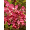 MALUS COCCINELLA Courtarou