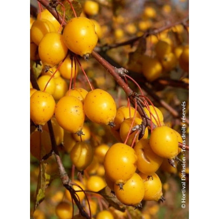 MALUS COMTESSE DE PARIS MALUS COMTESSE DE PARIS