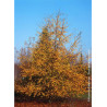 MALUS COMTESSE DE PARIS