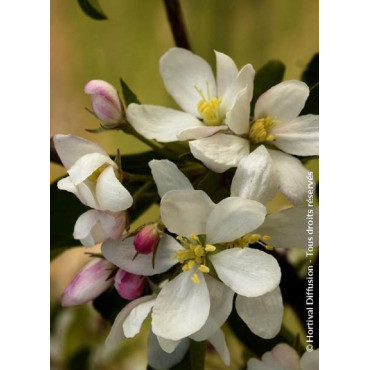 MALUS COMTESSE DE PARIS