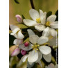 MALUS COMTESSE DE PARIS