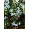 MALUS COMTESSE DE PARIS