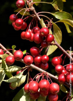 MALUS DIABLE ROUGE