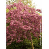 MALUS DIABLE ROUGE