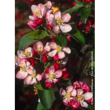 MALUS GOLDEN HORNET
