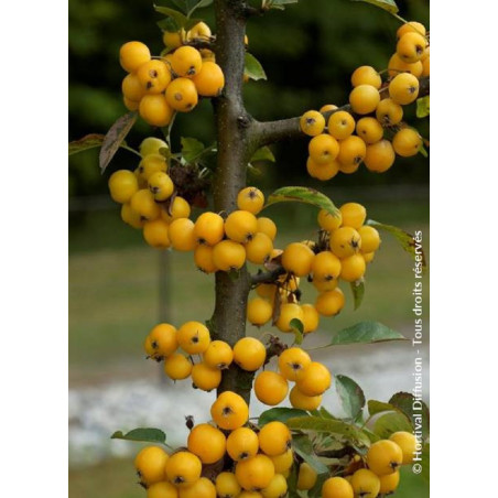 MALUS GOLDEN HORNET MALUS GOLDEN HORNET