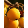 MALUS GOLDEN HORNET