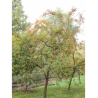 MALUS GOLDEN HORNET