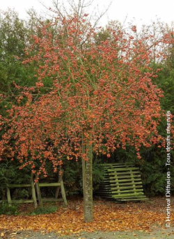 MALUS perpetu EVERESTE