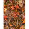 MALUS trilobata