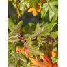MALUS trilobata