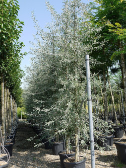 PYRUS salicifolia PENDULA