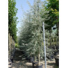 PYRUS salicifolia PENDULA