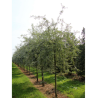 PYRUS salicifolia PENDULA