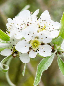 PYRUS salicifolia PENDULA