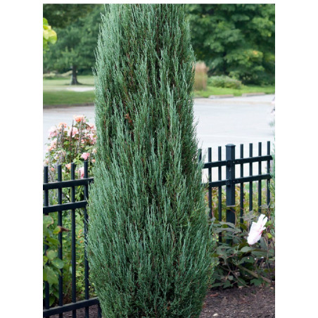 JUNIPERUS BLUE ARROW JUNIPERUS BLUE ARROW
