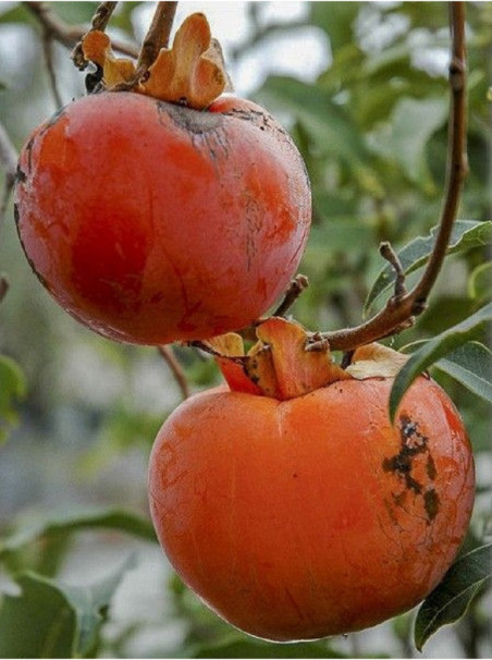 plaqueminier-kaki-cioccolatino-diospyros-kaki-cioccolatino.jpg