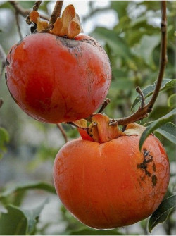 plaqueminier-kaki-cioccolatino-diospyros-kaki-cioccolatino.jpg