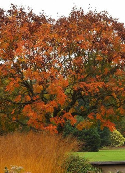 KOELREUTERIA paniculata