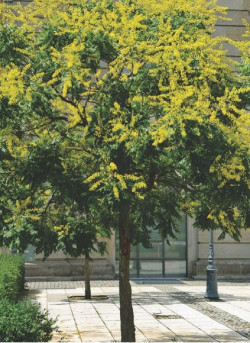 KOELREUTERIA paniculata