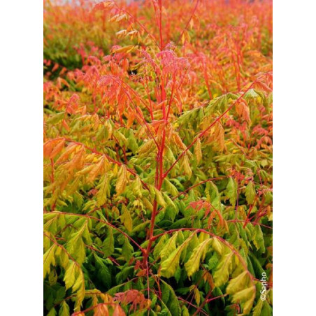 KOELREUTERIA paniculata CORAL SUN KOELREUTERIA paniculata CORAL SUN