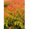 KOELREUTERIA paniculata CORAL SUN