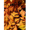 KOELREUTERIA paniculata CORAL SUN