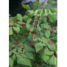 KOELREUTERIA paniculata CORAL SUN
