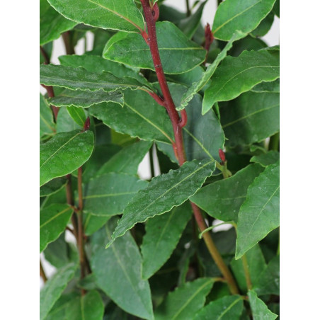 LAURUS NOBILIS LAURUS NOBILIS